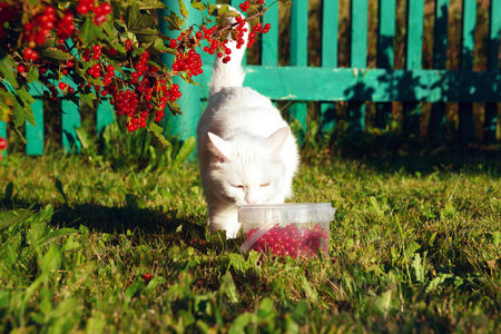 Cat sniffing redcurrants in bucketの写真素材