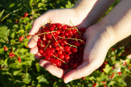 Redcurrants in hands in the gardenの写真素材