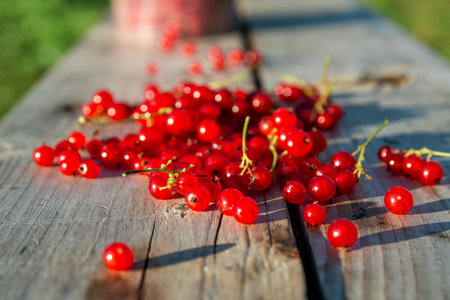 Red currents on wooden benchの写真素材