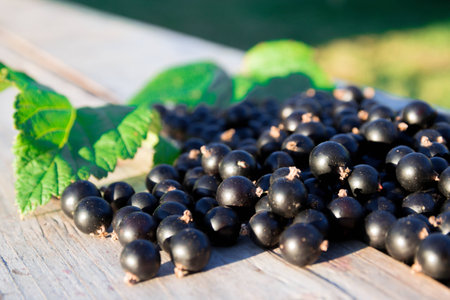 Black currents on wooden benchの写真素材