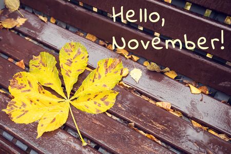 Autumn yellow leaf of chestnut on a brown wet bench with the words Hello, Novemberの写真素材