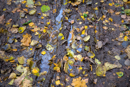 Dirty autumn forest road with a puddle and fallen leavesの写真素材