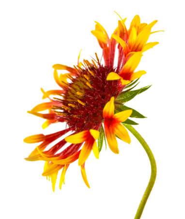 flowers yellow on a white backgroundの写真素材