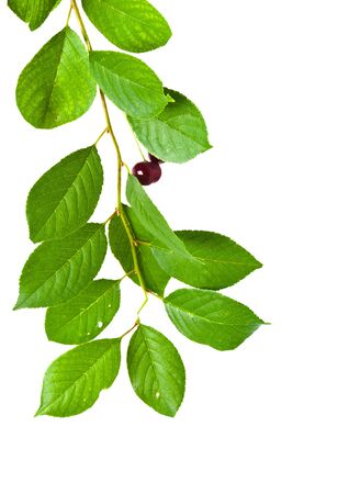 branch of cherry it is isolated with leaves and berriesの写真素材
