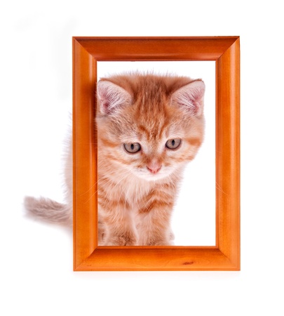 red kitten looks out from a wooden frame on a whiteの写真素材