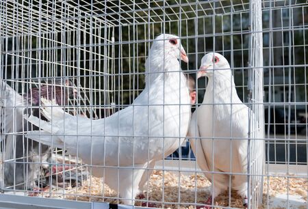 two white decorative dove in a cageの写真素材