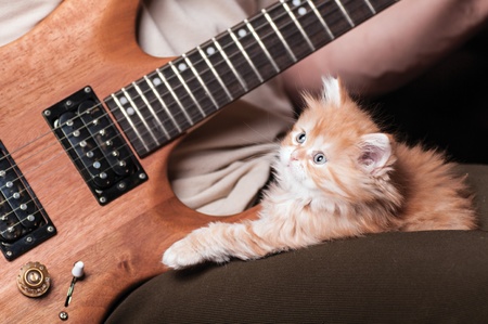the kitten lays on his knees men playing the guitarの写真素材