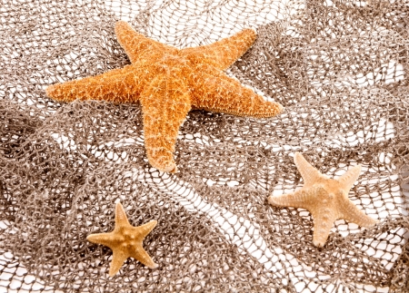 three sea stars lie on the fishing netの写真素材