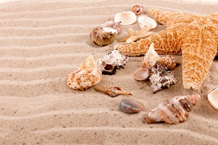 background of seashells and starfish on the beach sand