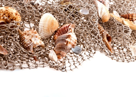 seashells and starfish on the fishing network on a white background