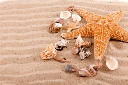 background of seashells and starfish on the beach sand