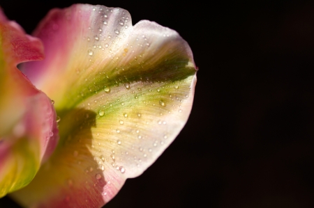 flower of Tulip with the water drops macroの写真素材