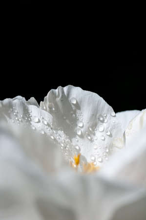 on a black background white peony with the water drops on the petalsの写真素材