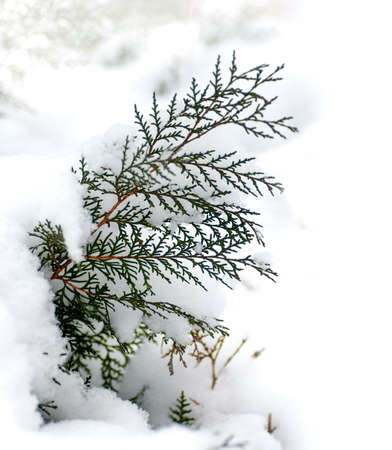 branch of a tree thuja covered with snow on a white backgroundの写真素材