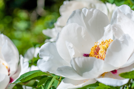 flower peony Chinese on the bush closeupの写真素材