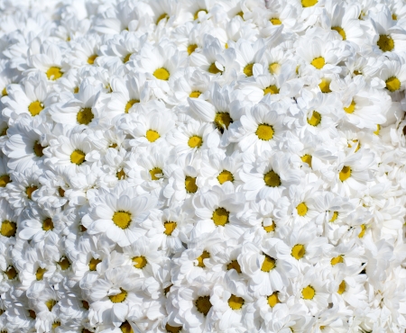 background of white flowersの写真素材