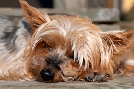 Yorkshire Terrier closeupの写真素材