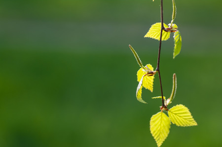 young birch leaves taken in backlitの写真素材