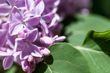 flower of lilac on a green backgroundの写真素材