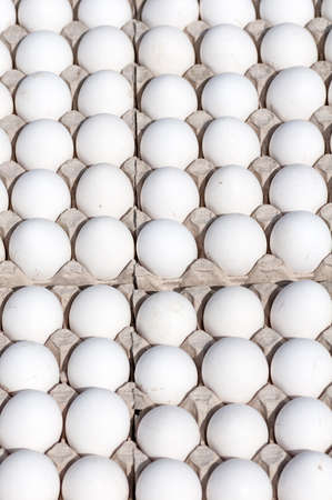 background many white eggs closeupの写真素材