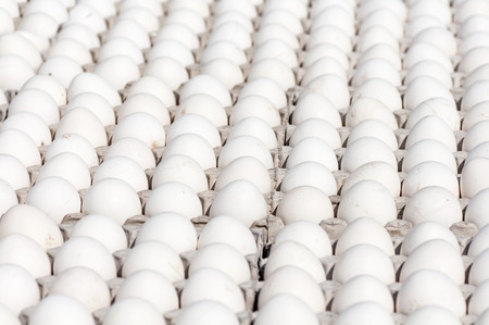 background many white eggs closeup