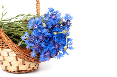 flowers cornflower in the basket closeup isolatedの写真素材