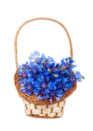 flowers cornflower in the basket closeup isolatedの写真素材