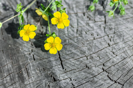flower herb on the old wooden backgroundの写真素材