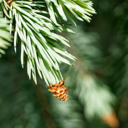 young fir branch