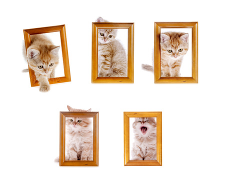 set of red cat in frame isolatedの写真素材