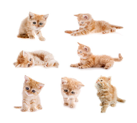 set of red cat isolatedの写真素材