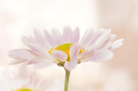 one Daisy on a beige backgroundの写真素材