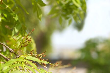 background from young fresh leaves in springの写真素材