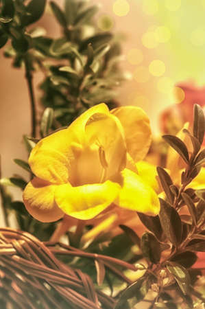 bouquet of flowers closeupの写真素材