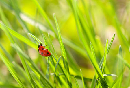 ladybug on green grassの写真素材