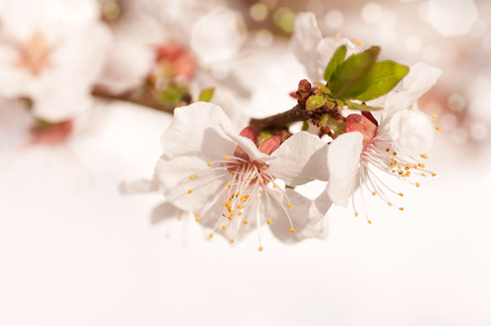branch of a cherry blossom tree, pink flower on green backgroundの写真素材