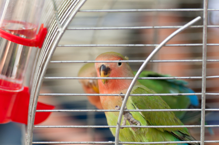 parrot in a cage closeupの写真素材