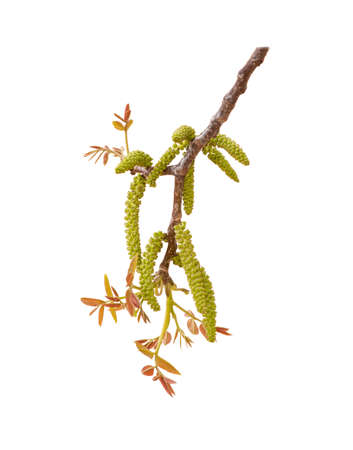 young leaves on the branch of a tree nut closeup isolatedの写真素材