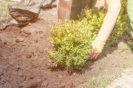 gardener plants a Bush of boxwoodの写真素材