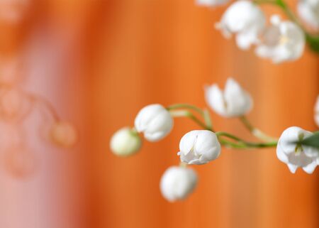 flower Lily of the valley closeup on yellow background