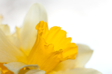 flower Narcissus closeupの写真素材