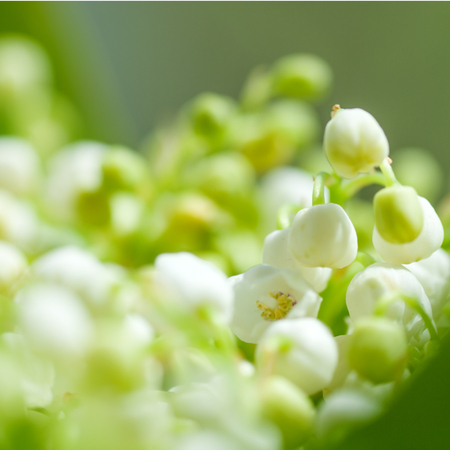flowers Lily of the valley closeupの写真素材