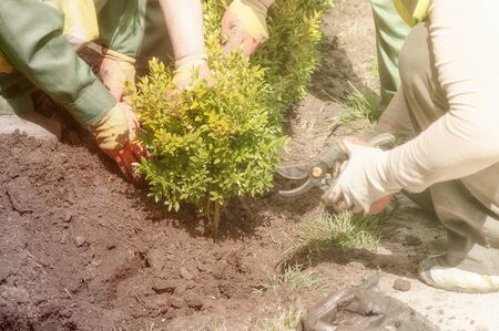 gardener plants a Bush of boxwoodの写真素材