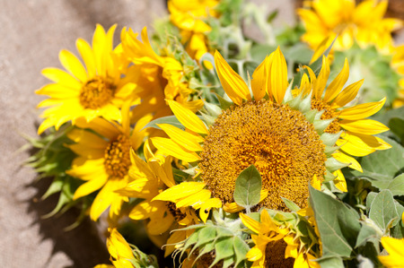 Flower bouquet sunflower on the background of burlapの写真素材