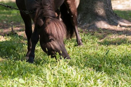 bay horse is grazing in the park on the gladeの写真素材