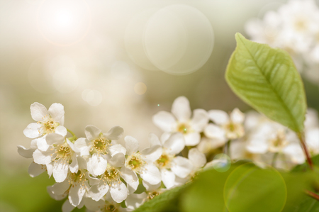 background of cherry branch blossoms, filter appliedの写真素材