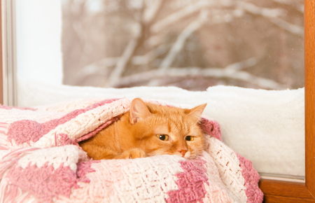 red cat under the pink plaidの写真素材
