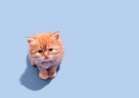 little red shaggy looking up kitten on blue background