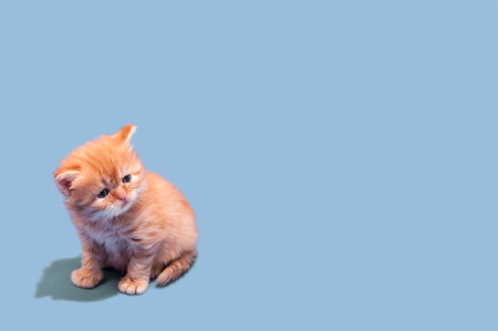 small red shaggy looking towards kitten on a gray backgroundの写真素材