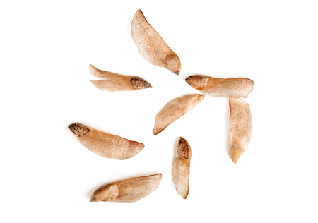 cones seeds top view isolated on white backgroundの写真素材